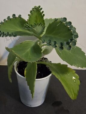 Mother Of Thousands W/Babies